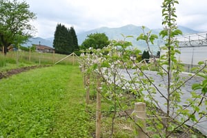 Frutteto_3